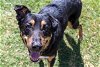 adoptable Dog in houston, TX named Jacob