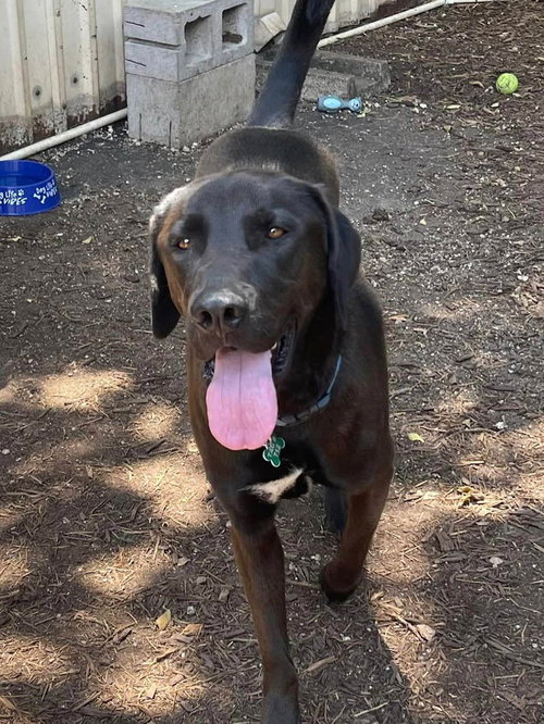 picture of the dog needing adoption