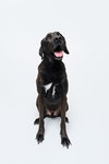 Levi - Photo 8