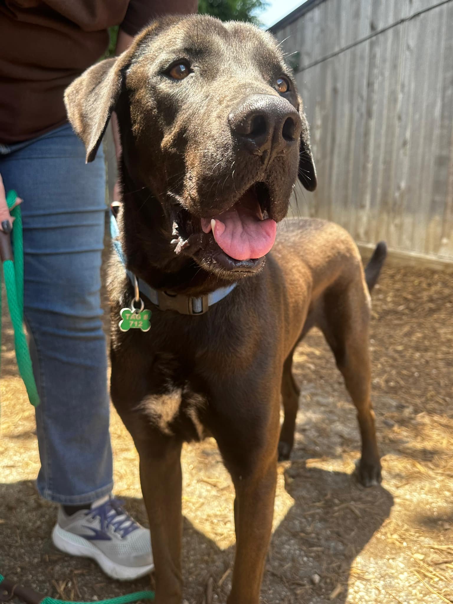 adoptable Dog in Spring, TX named Levi