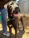 adoptable Dog in  named Levi
