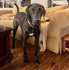Levi - Photo 12