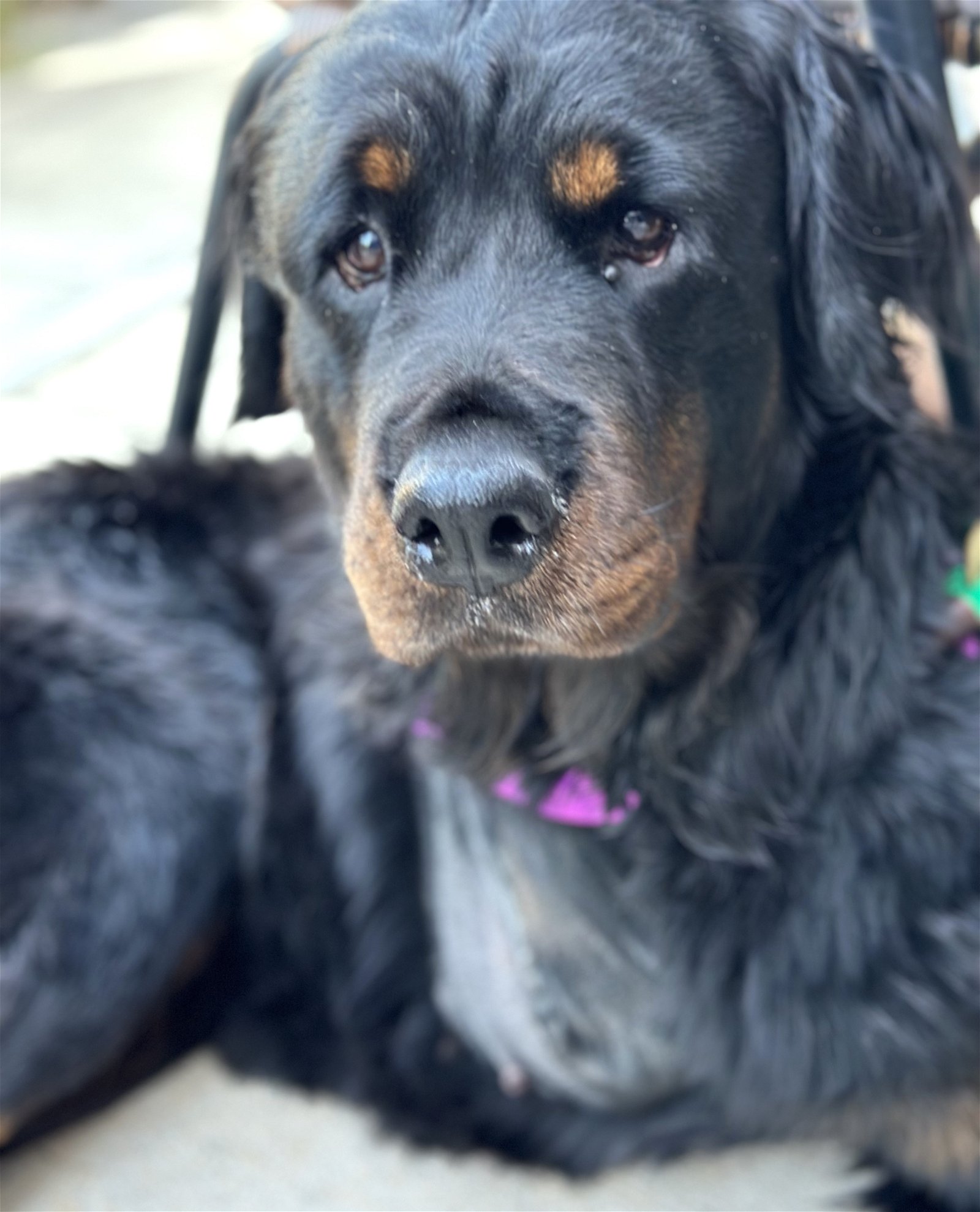 adoptable Dog in Houston, TX named Livia
