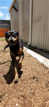 adoptable Dog in houston, TX named Hamilton