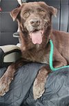 adoptable Dog in houston, TX named Darla (f/k/a Coffee Cake)