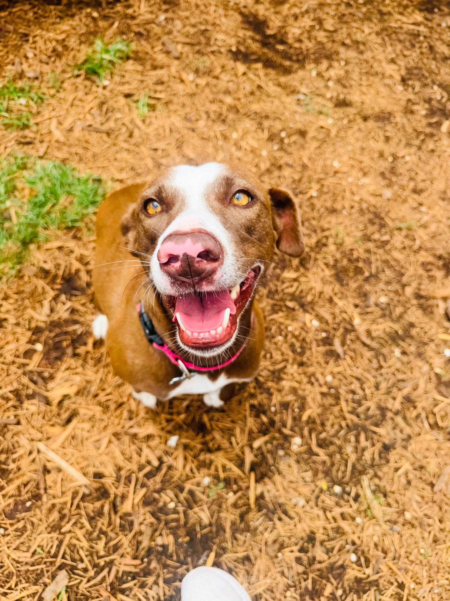 adoptable Dog in Houston, TX named Minnie