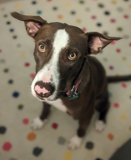 adoptable Dog in Houston, TX named Minnie