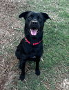 adoptable Dog in  named Deacon