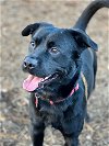 adoptable Dog in houston, TX named Deacon