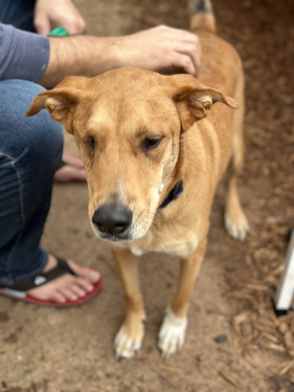 Willie (fka Rascal)