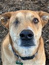 adoptable Dog in league city, TX named Willie (fka Rascal)
