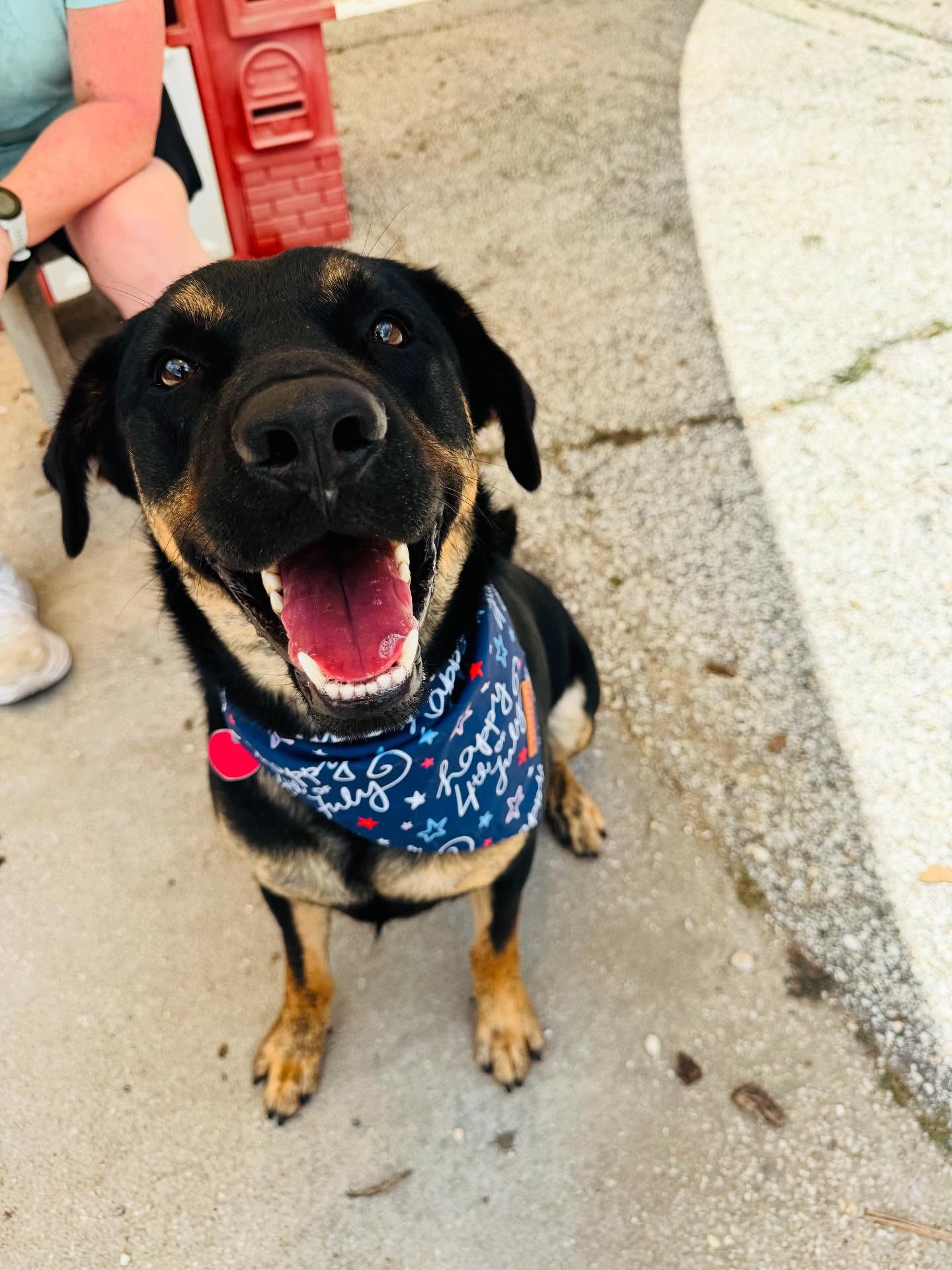 adoptable Dog in Spring, TX named Boudreaux