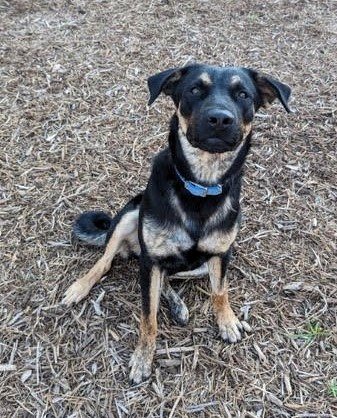adoptable Dog in Houston, TX named Boudreaux