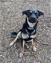 adoptable Dog in houston, TX named Boudreaux
