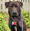 adoptable Dog in  named Georgie