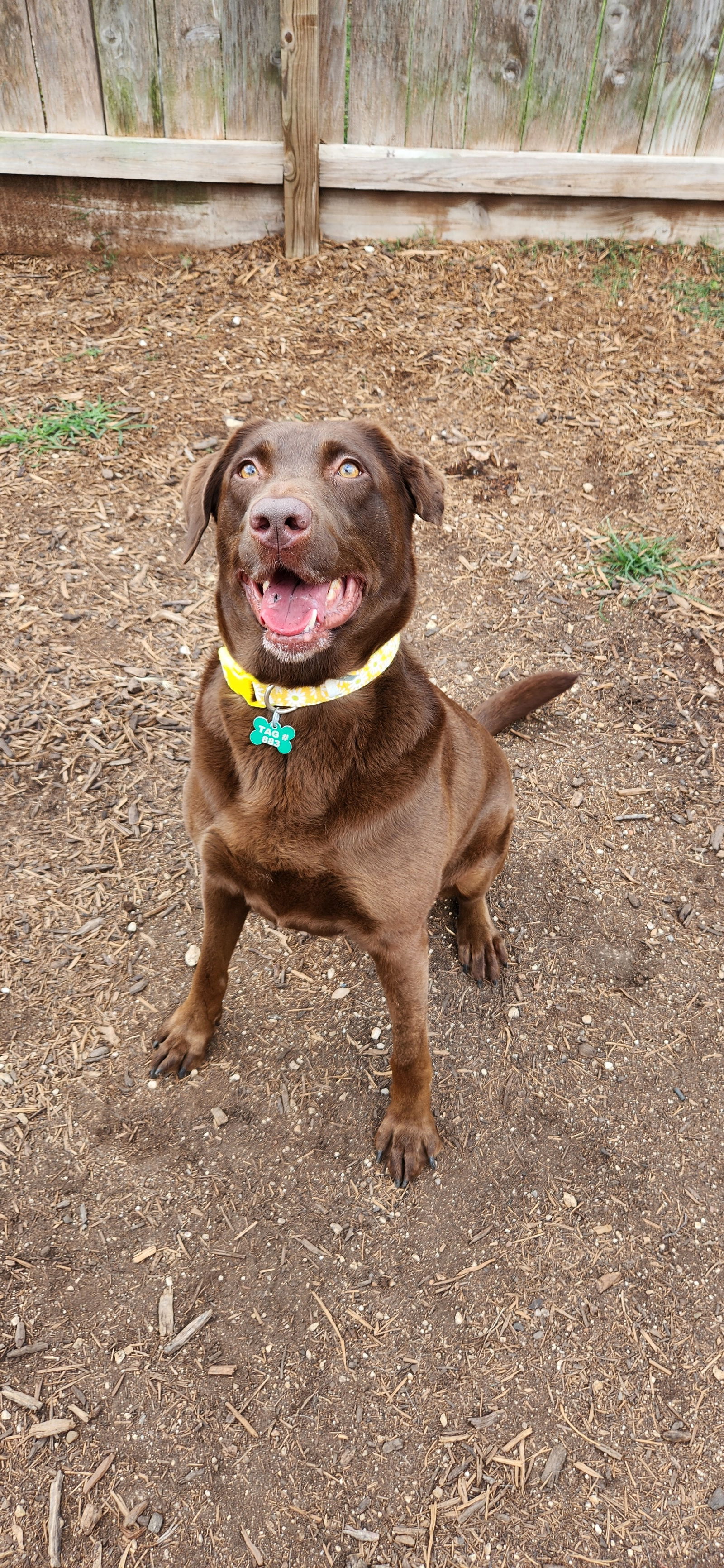 adoptable Dog in Houston, TX named Simone