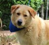 adoptable Dog in houston, TX named Bullett
