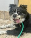 adoptable Dog in houston, TX named Arlo