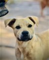 adoptable Dog in houston, TX named Bowser