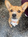 adoptable Dog in houston, TX named Bear