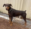 adoptable Dog in spring, TX named Alli