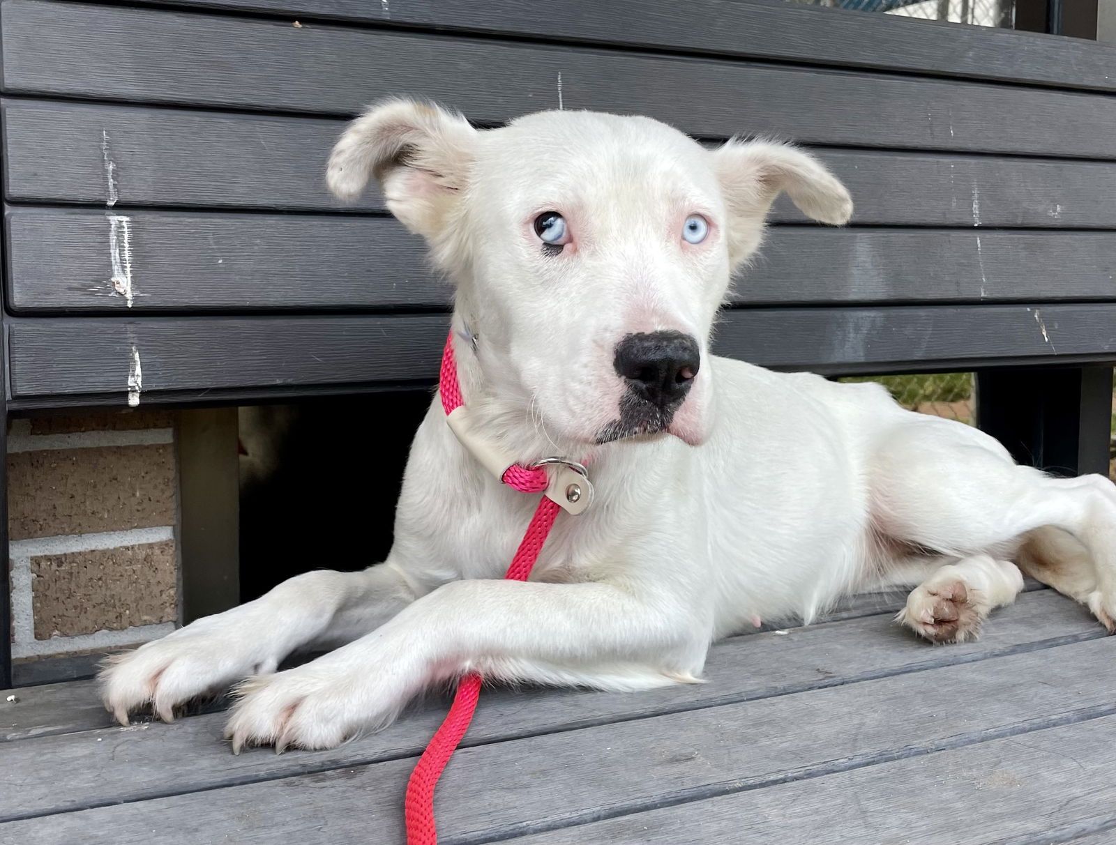 adoptable Dog in Houston, TX named Fairy