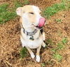 adoptable Dog in  named Lady