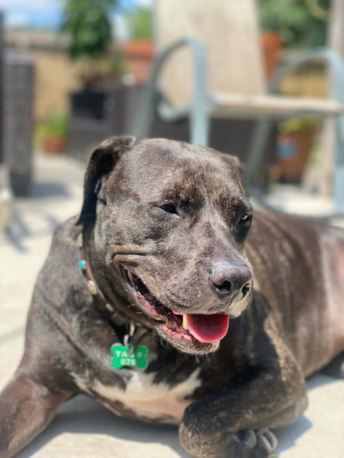picture of the dog needing adoption