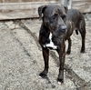 adoptable Dog in  named Claire