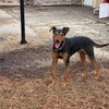 Ziggy - Photo 20