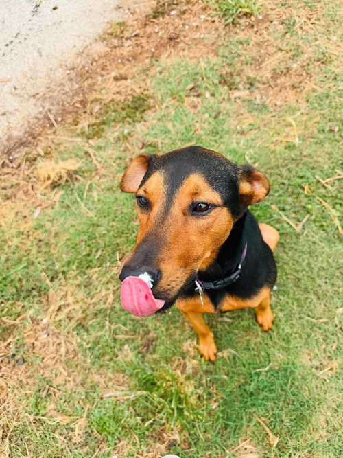 Ziggy — thumbnail 8