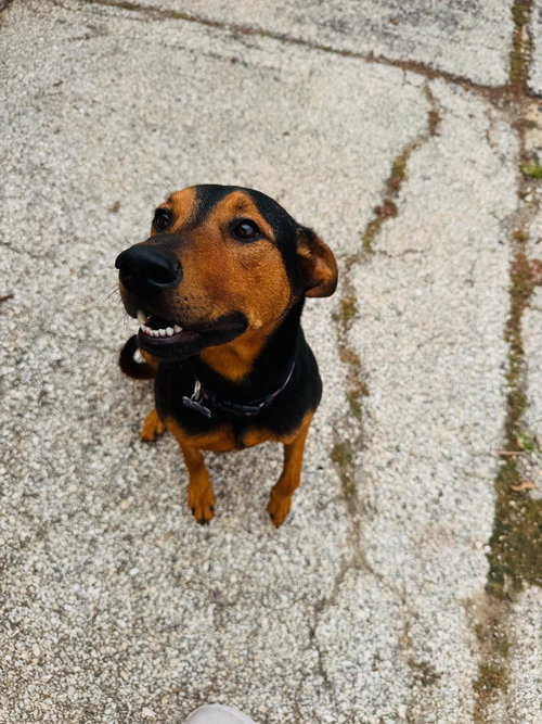 Ziggy — thumbnail 10