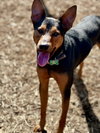 Ziggy - Photo 10