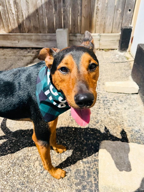 picture of the dog needing adoption
