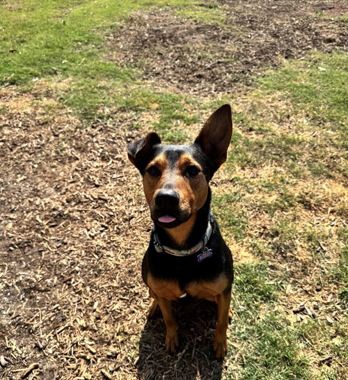 Ziggy, an adoptable Doberman Pinscher in Houston, TX