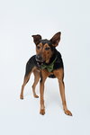 Ziggy - Photo 4