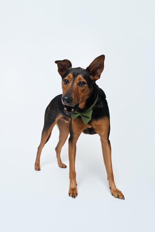 Ziggy photo 4