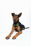 Ziggy - Photo 3