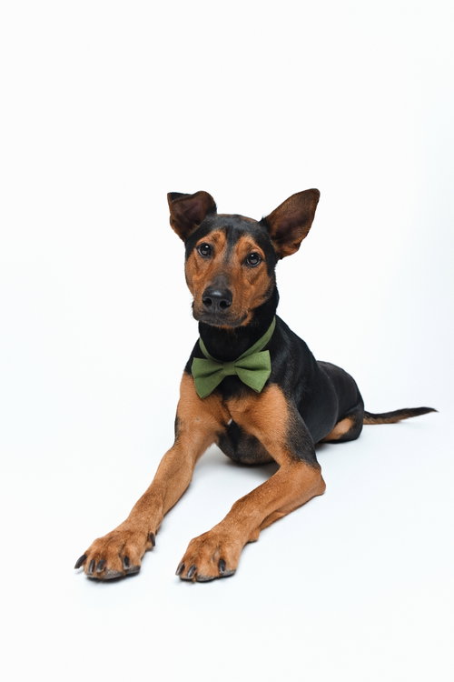 Ziggy photo 3