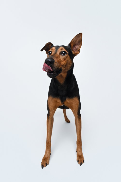 ZIGGY - Doberman Pinscher / Shepherd for adoption in Houston