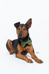 Ziggy - Photo 2