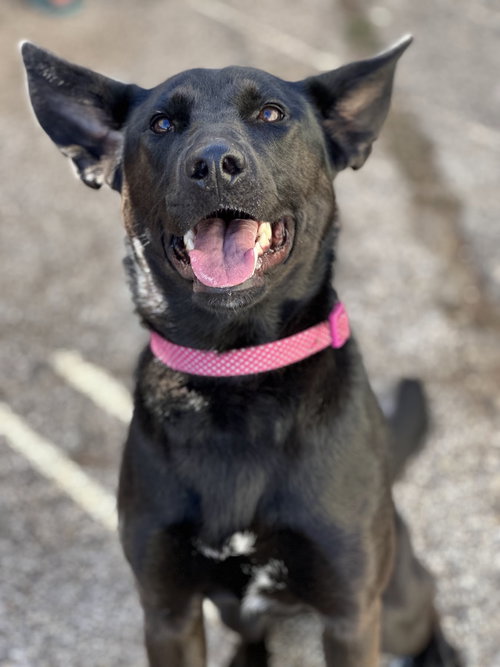 picture of the dog needing adoption