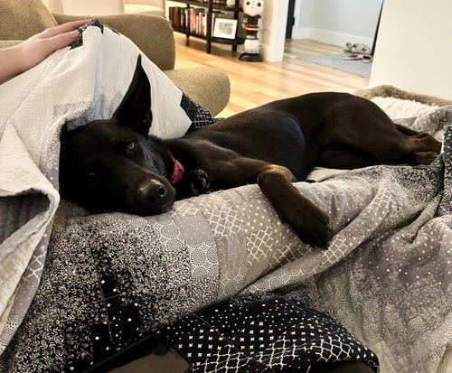 picture of the dog needing adoption