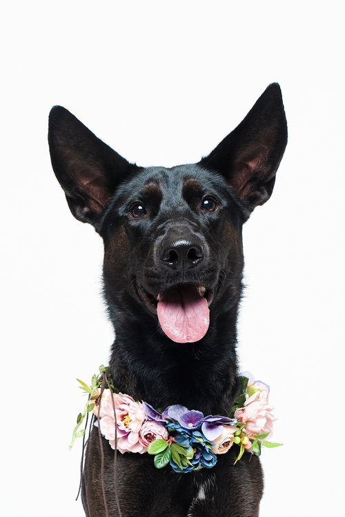 FORTY - Shepherd / German Shepherd Dog for adoption in Houston