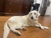 adoptable Dog in  named Dolly