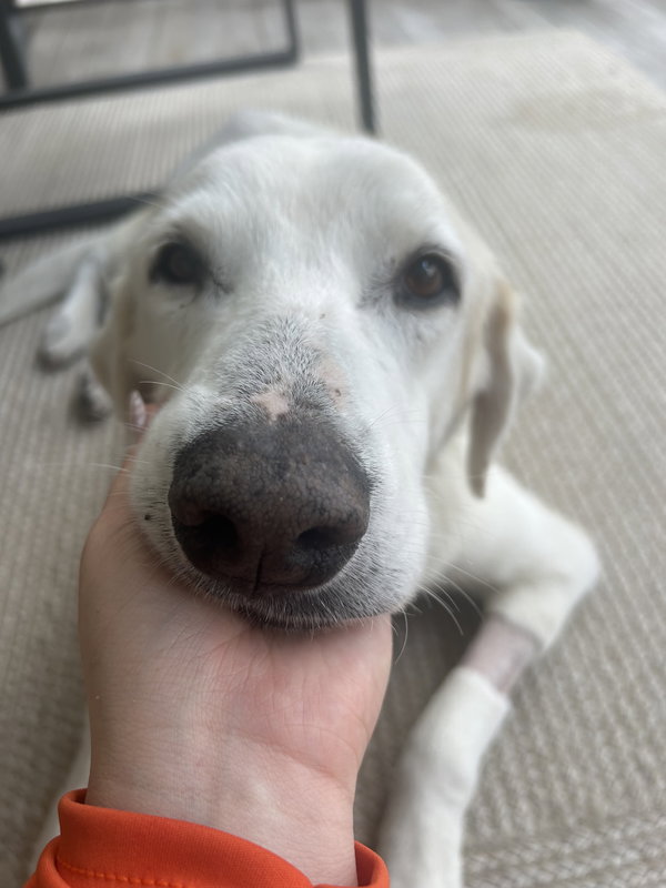 Dolly