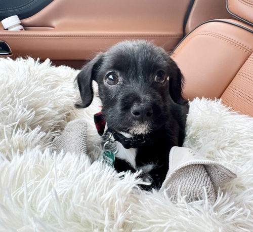 picture of the dog needing adoption