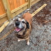 Sweet Pea - Photo 9