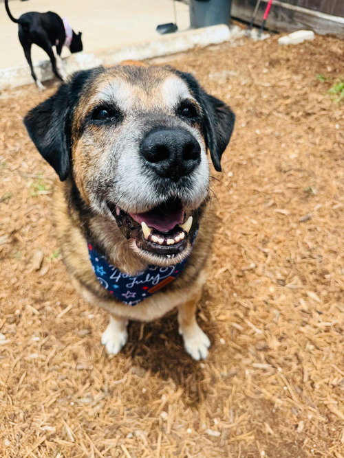 picture of the dog needing adoption
