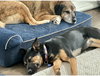 Sweet Pea - Photo 5